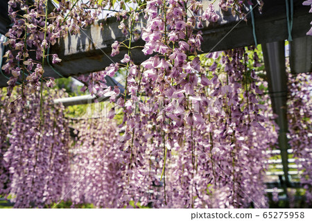 Kurashiki Bikan district, Achi Shrine, Achi no Fuji, Kurashiki City, Okayama Prefecture 65275958
