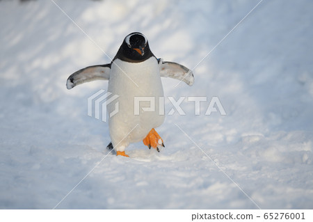 Gentoo penguin 65276001
