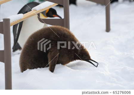 King Penguin Kids 65276006