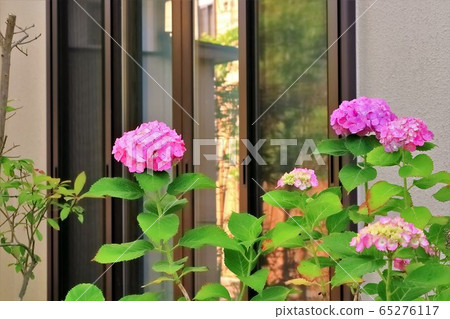 開花在庭院裡的八仙花屬花 65276117