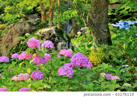 開花在庭院裡的八仙花屬花 開花在庭院裡的八仙花屬花 65276119