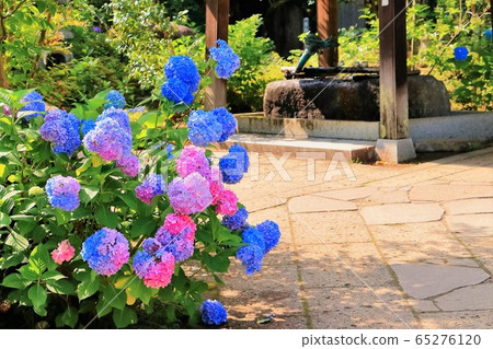 繡球花盛開在地面上 繡球花盛開在地面上 65276120