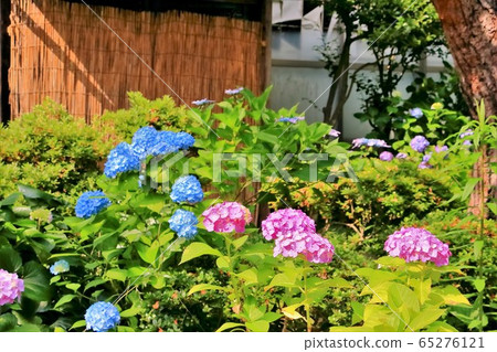 開花在庭院裡的八仙花屬花 開花在庭院裡的八仙花屬花 65276121