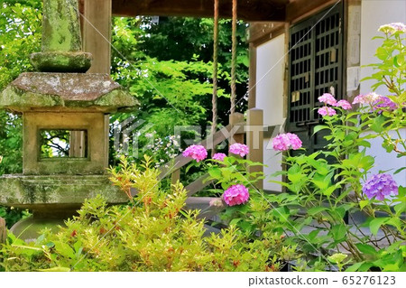 繡球花盛開在地面上 65276123
