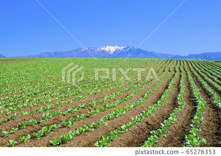 塔克森山和白菜田 塔克森山和白菜田 65276353