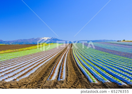 生菜場和山。 生菜場和山。 65276355