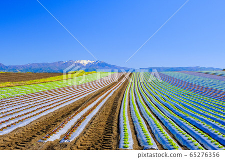 塔克森山和生菜田 塔克森山和生菜田 65276356