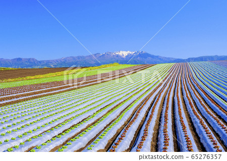 Lettuce field and Takeshu Joshu Lettuce field and Takeshu Joshu 65276357