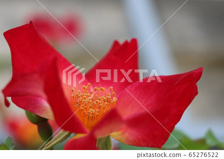 Cocktail rose flower 65276522