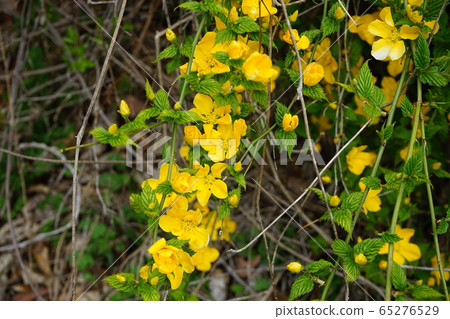 Yamabuki flower 65276529