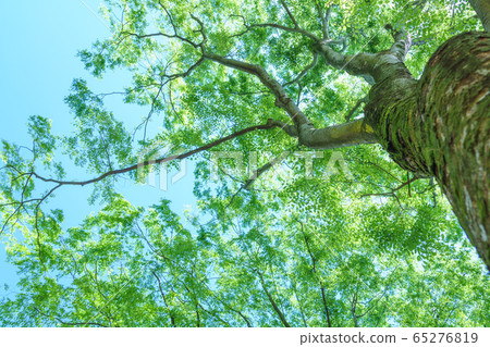 May fresh green forest green image 65276819
