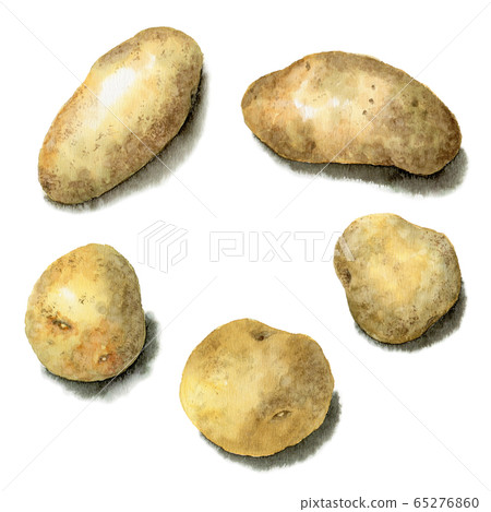 Potato make-in and baron drawn in watercolor 65276860