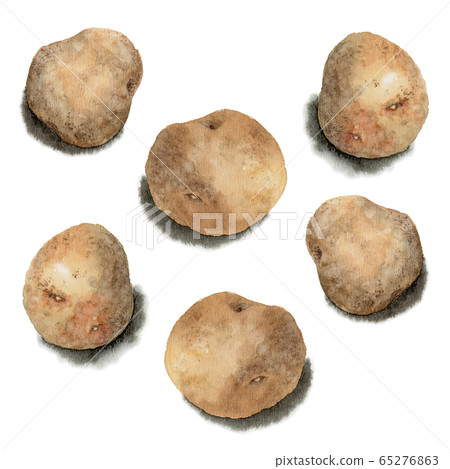 Baron potato painted in watercolor 65276863