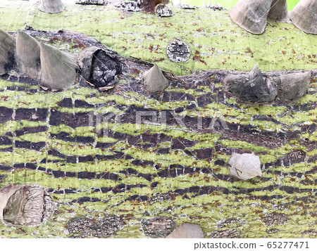 The texture is a wooden green tree, the plants 65277471