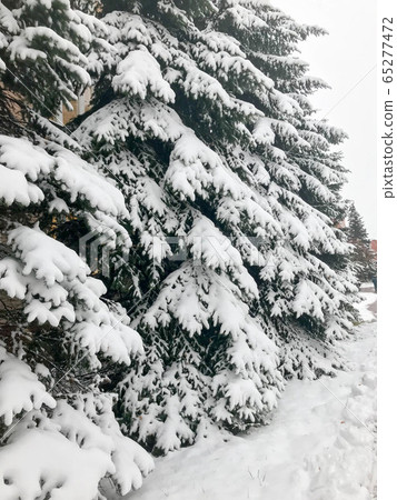 Winter texture with Christmas trees Winter texture with Christmas trees 65277472