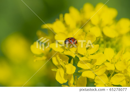 Nanohana and Ladybird Nanohana and Ladybird 65278077