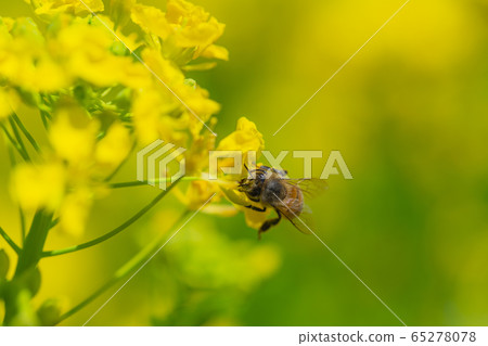 Bees collecting nectar with rape blossoms 65278078