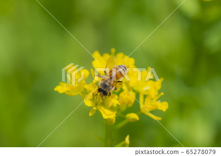 Bees collecting nectar with rape blossoms 65278079