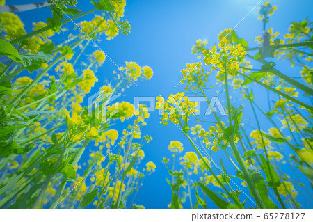 Rape field in Anan Town, Nagano Prefecture Rape field in Anan Town, Nagano Prefecture 65278127