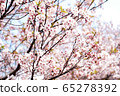 Cherry Blossoms	 65278392