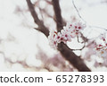 Cherry Blossoms	 65278393