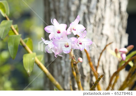 Sekkoku flower 65278461