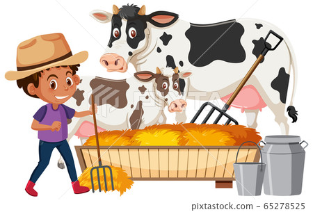 Farmboy feeding cows on white background Farmboy feeding cows on white background 65278525