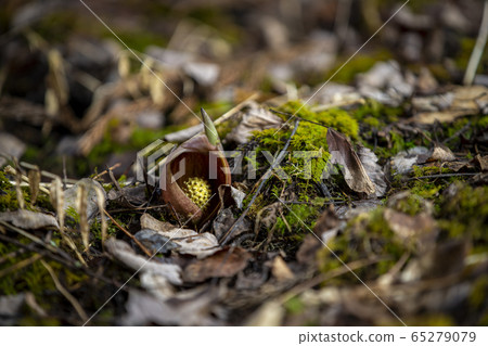 Zazenzo Zazensou Daruma grass 65279079