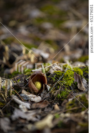 Zazenzo Zazensou Daruma草 65279081