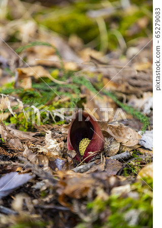 Zazenzo Zazensou Daruma grass 65279083