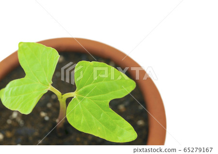 Futaba of morning glory 65279167