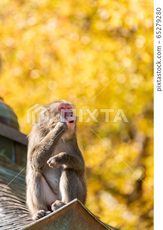 A monkey who is thinking about the autumn leaves of Mt.Takasaki 65279280