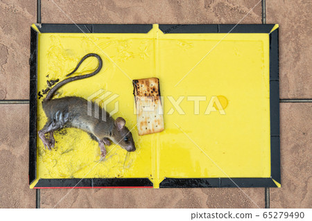 1,477 Mouse Glue Trap Images, Stock Photos, 3D objects, & Vectors