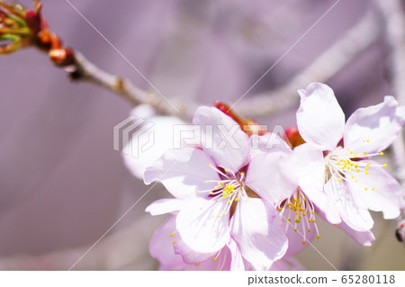 櫻花 65280118