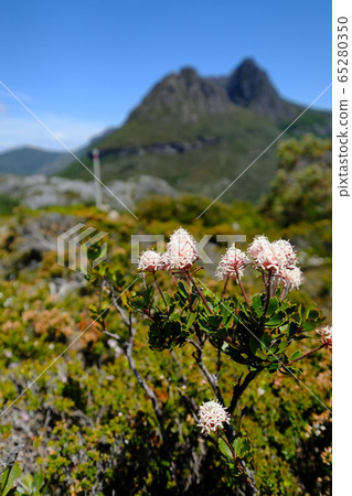 世界遺產搖籃山。邊散步邊看花。 65280350