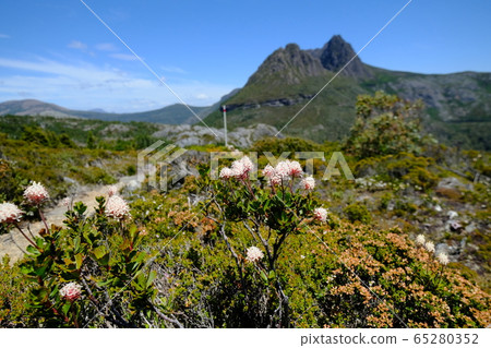 世界遺產搖籃山。邊散步邊看花。 65280352