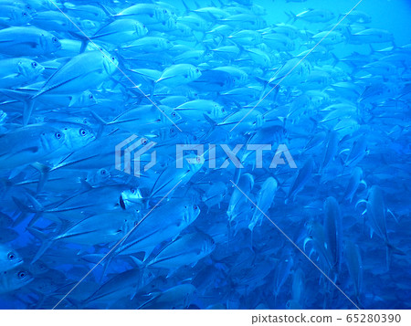 Fish school 65280390