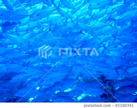 Fish school Fish school 65280391