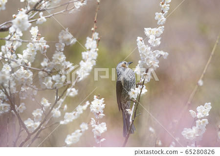 Bulbul plum Bulbul plum 65280826