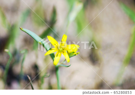 Kibana Amana "Wildflowers" Kibana Amana "Wildflowers" 65280853