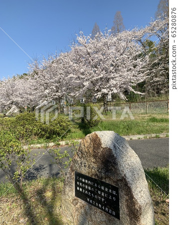 大阪府吹田市Tsukumodai的櫻花和藍天 65280876