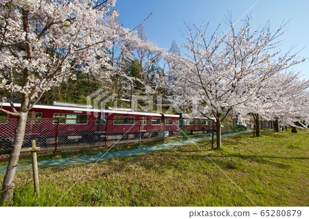 大阪府吹田市築田台，櫻花，藍天和阪急電車 65280879