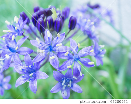 席勒·佩爾比亞納(Schiller Perbiana) 席勒·佩爾比亞納(Schiller Perbiana) 65280951