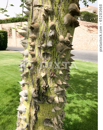 The thick trunk of a green natural natural 65281668