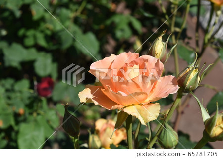 Cute rose blooming in Shonai Ryokuchi Park in spring 65281705
