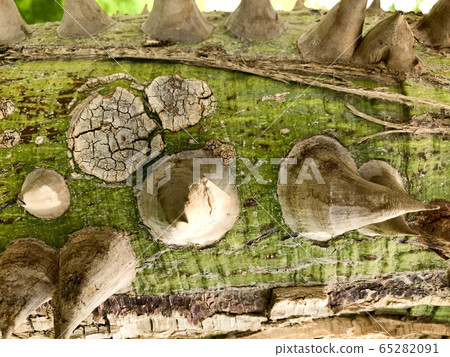 The texture is a wooden green tree, the plants 65282091