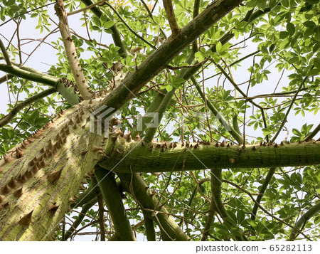 The texture is a wooden green tree, chorizion 65282113
