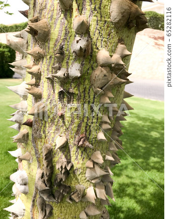 The thick trunk of a green natural natural 65282116