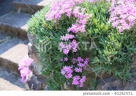 Shibazakura flowers Shibazakura flowers 65282551