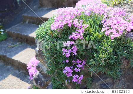Shibazakura flowers Shibazakura flowers 65282553